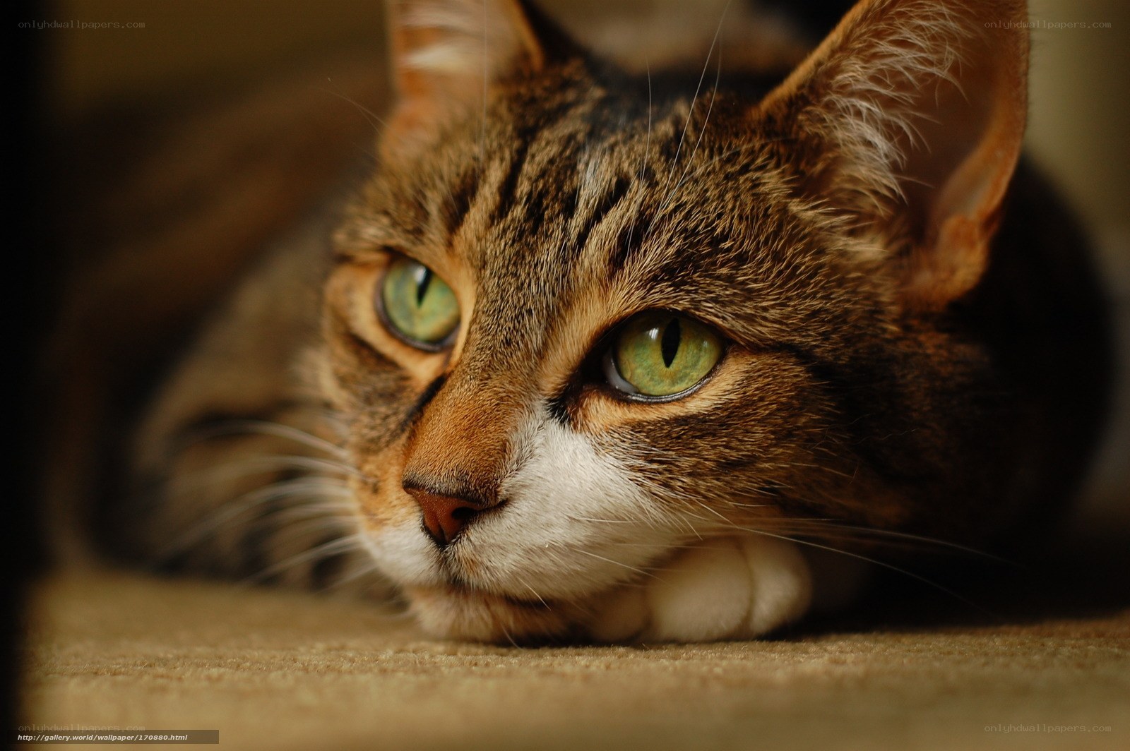 tabby cat with green eyes