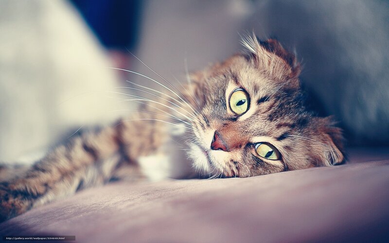 tabby cat with green eyes