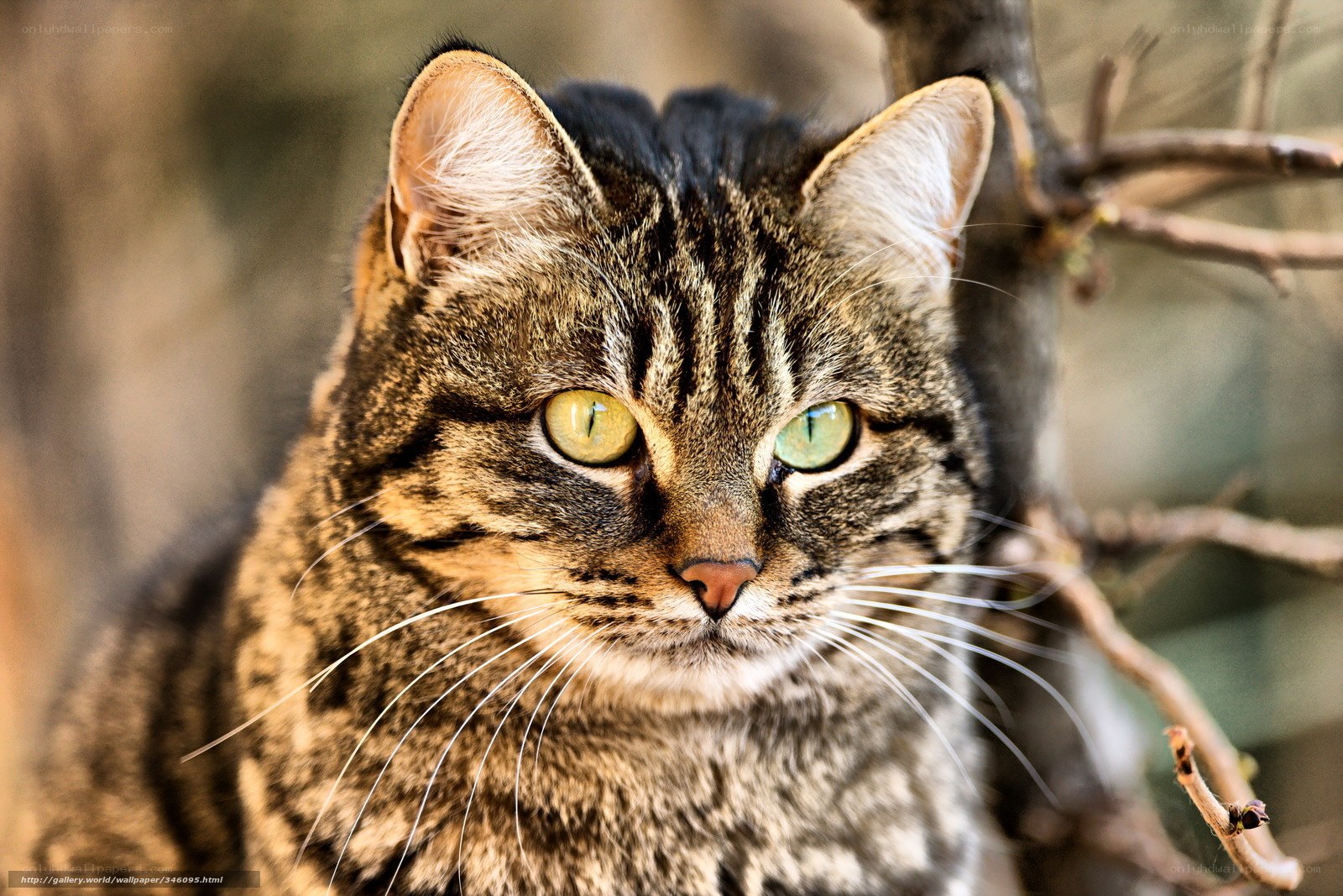Tabby cat with green eyes