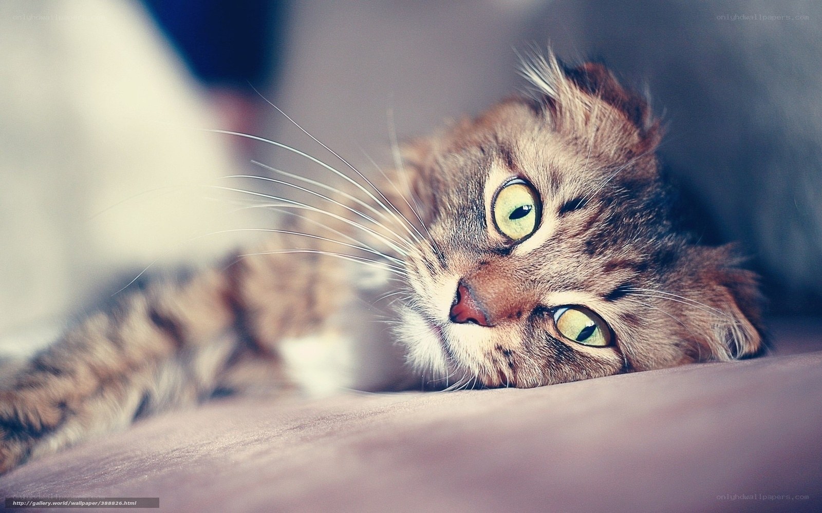 tabby cat with green eyes