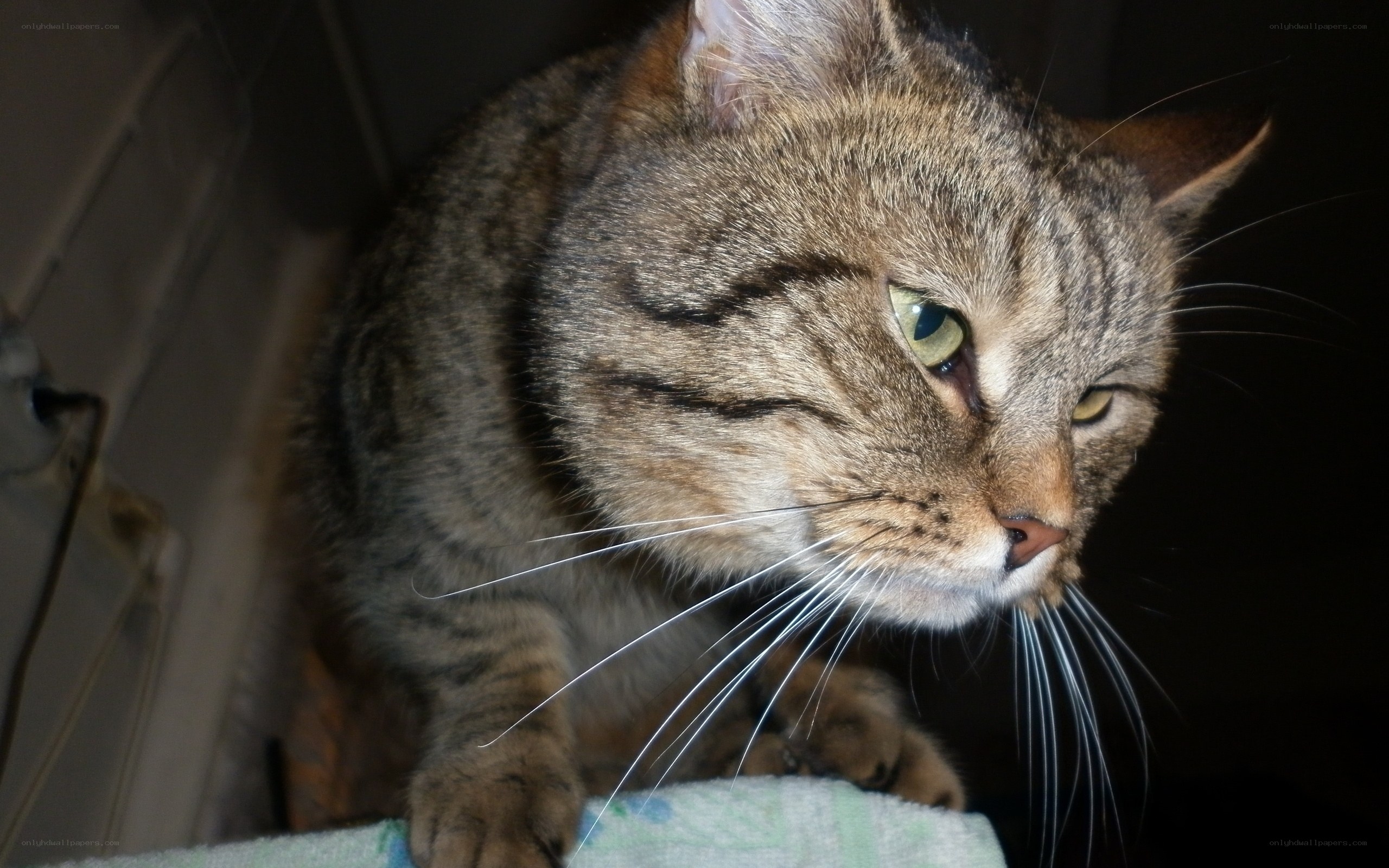tabby cat with green eyes