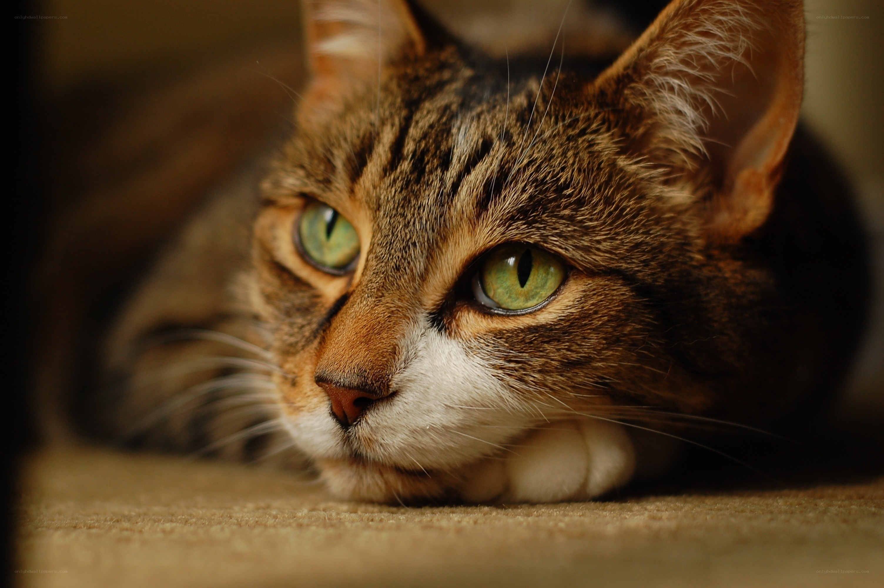tabby cat with green eyes