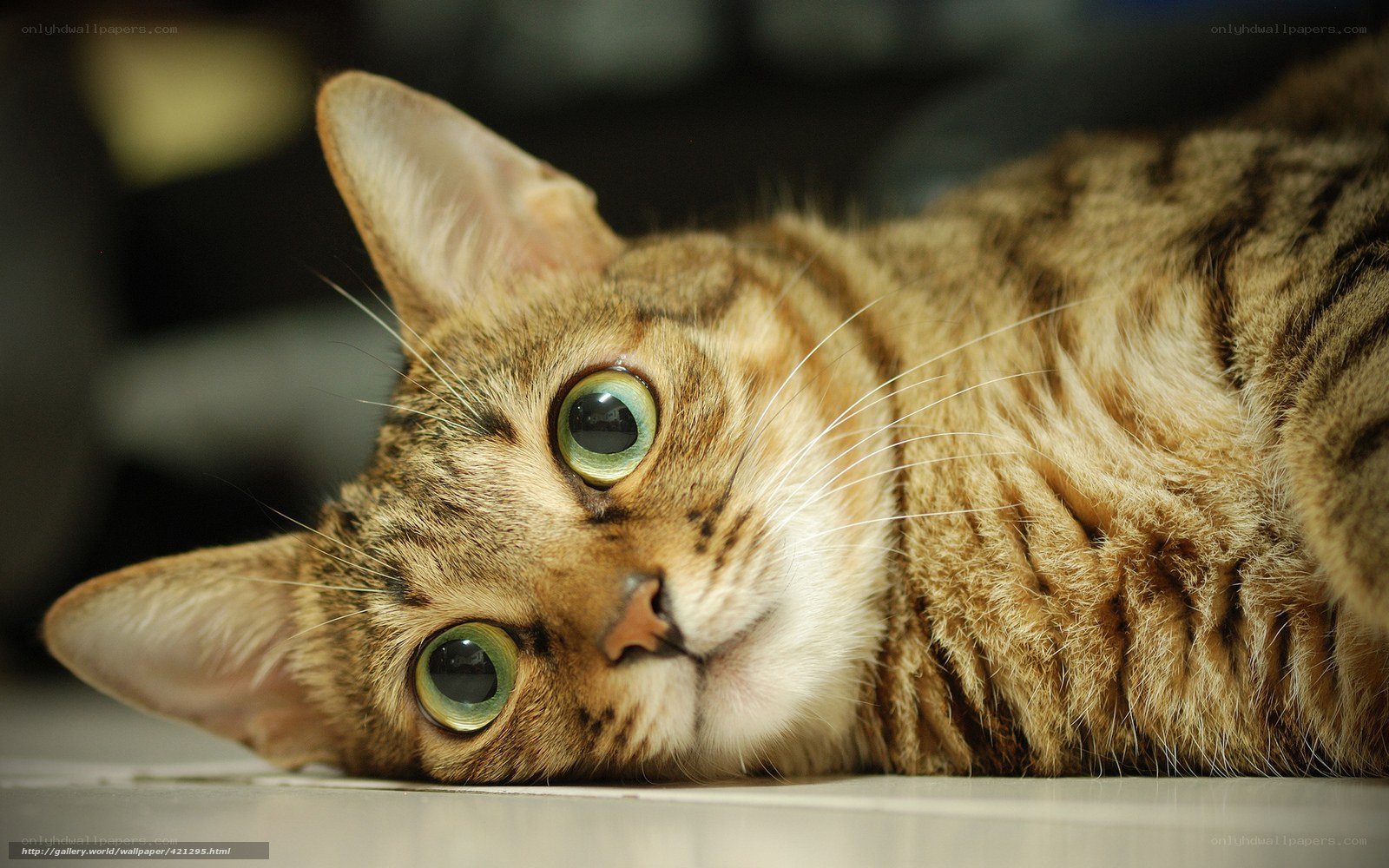 tabby cat with green eyes
