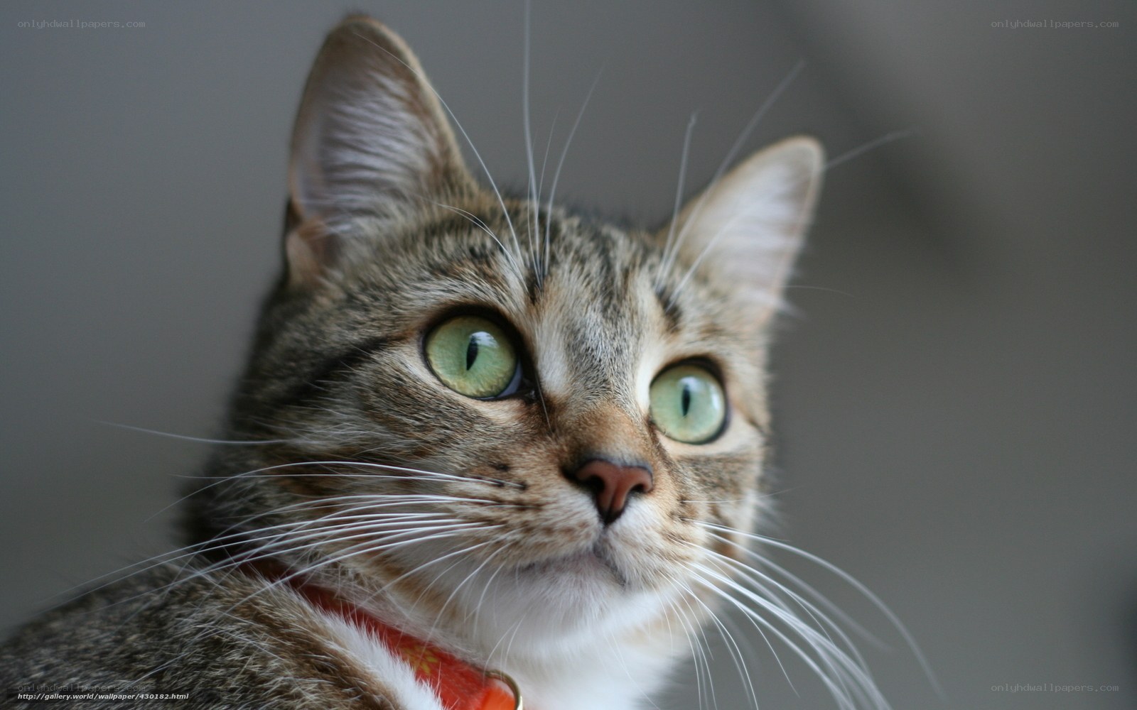tabby cat with green eyes