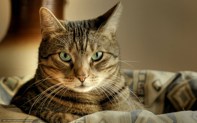 tabby cat with green eyes