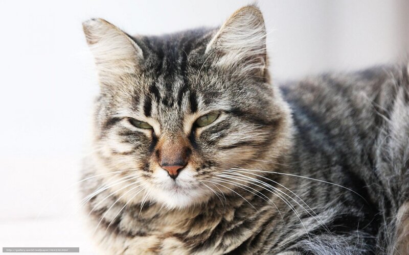 tabby cat with green eyes