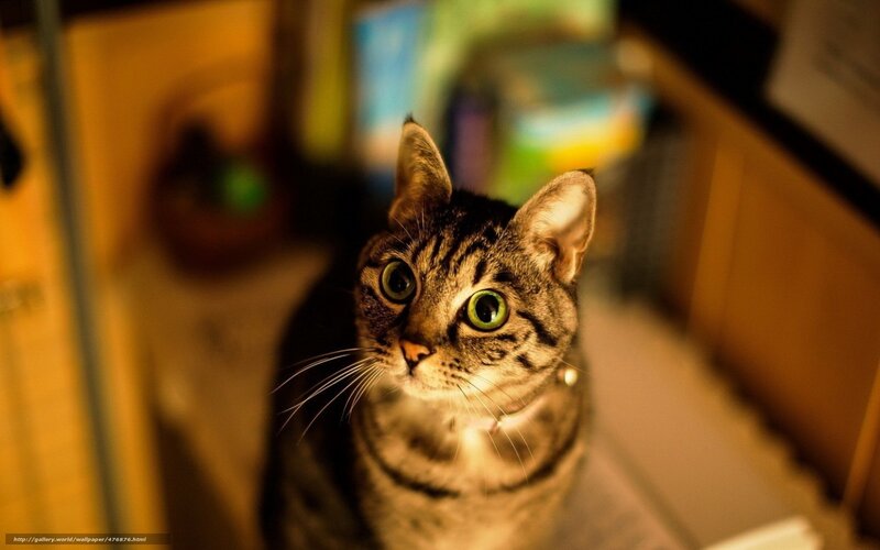 tabby cat with green eyes