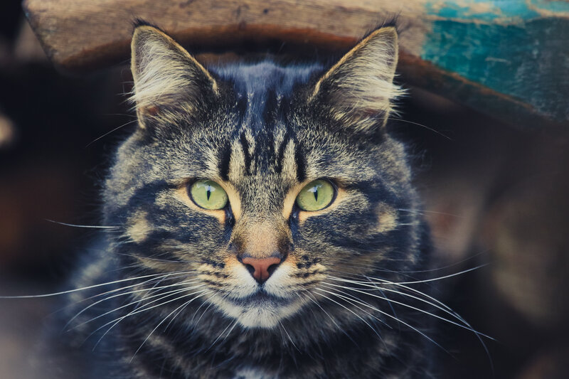 tabby cat with green eyes