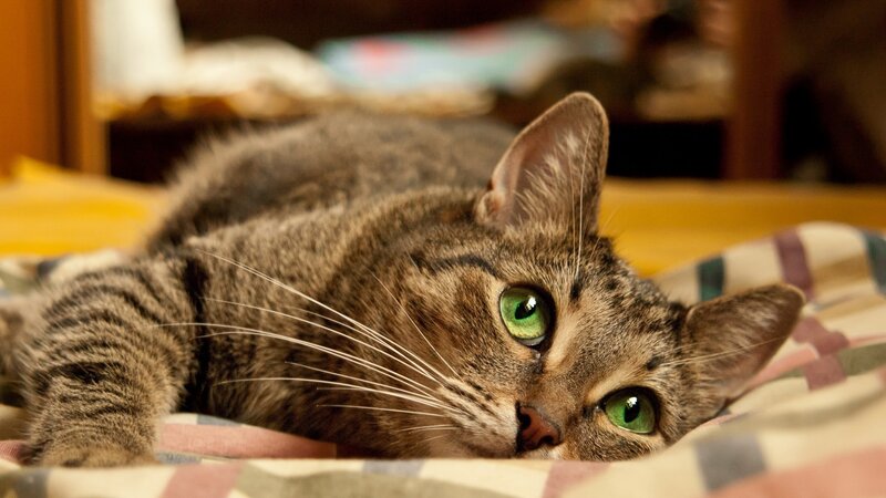 tabby cat with green eyes