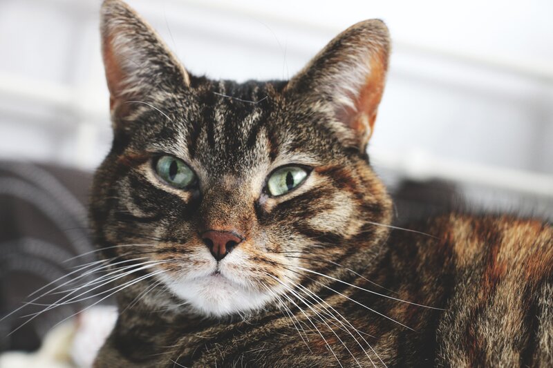 tabby cat with green eyes