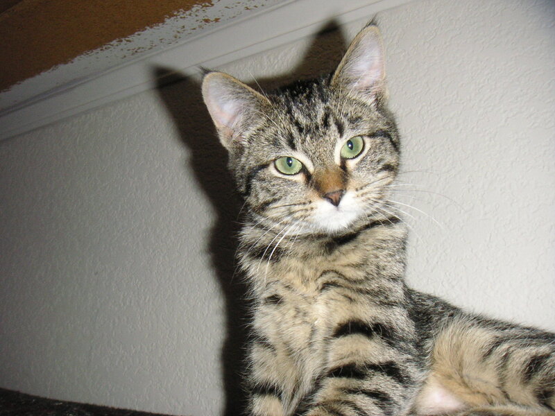 tabby cat with green eyes