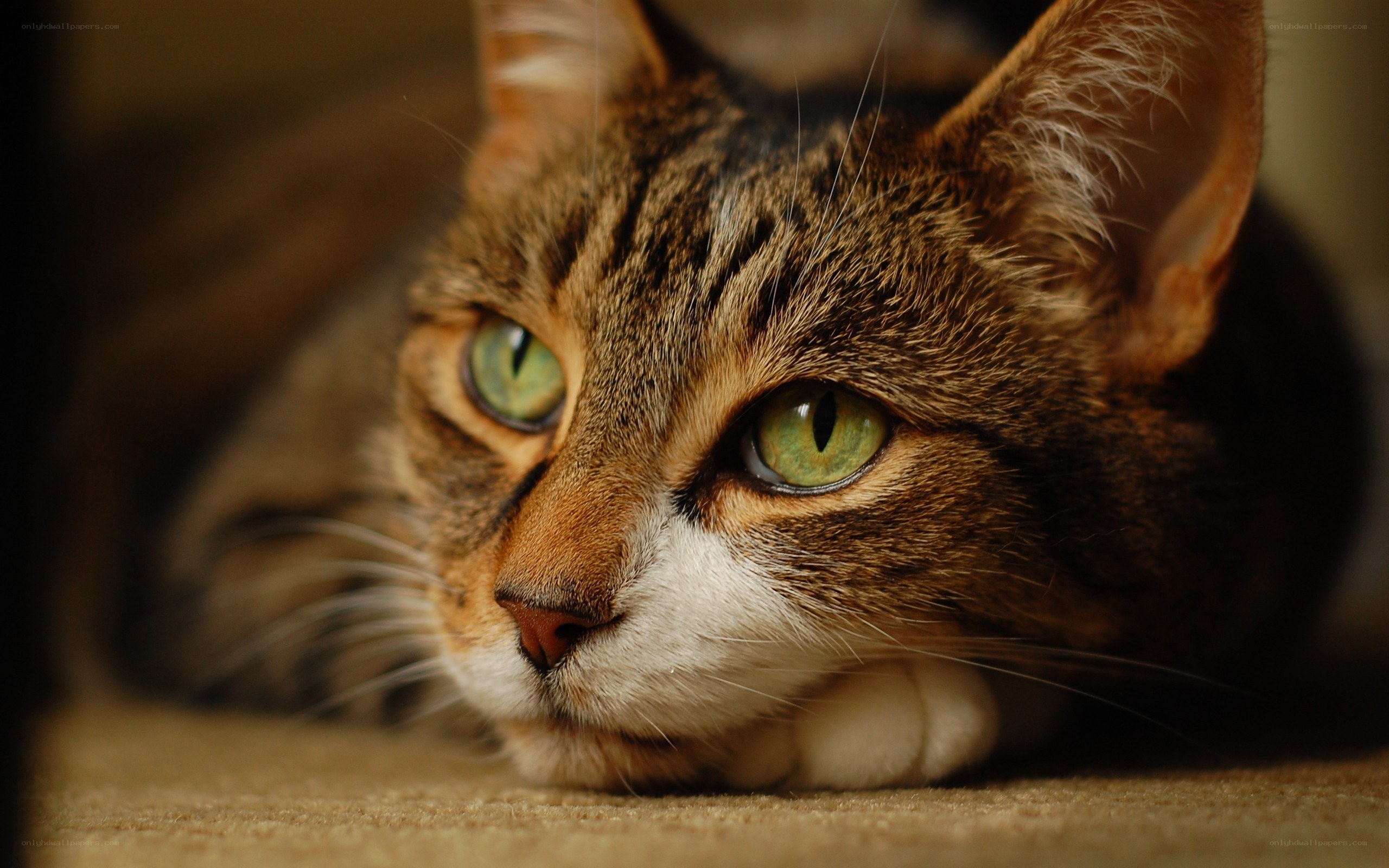 tabby cat with green eyes