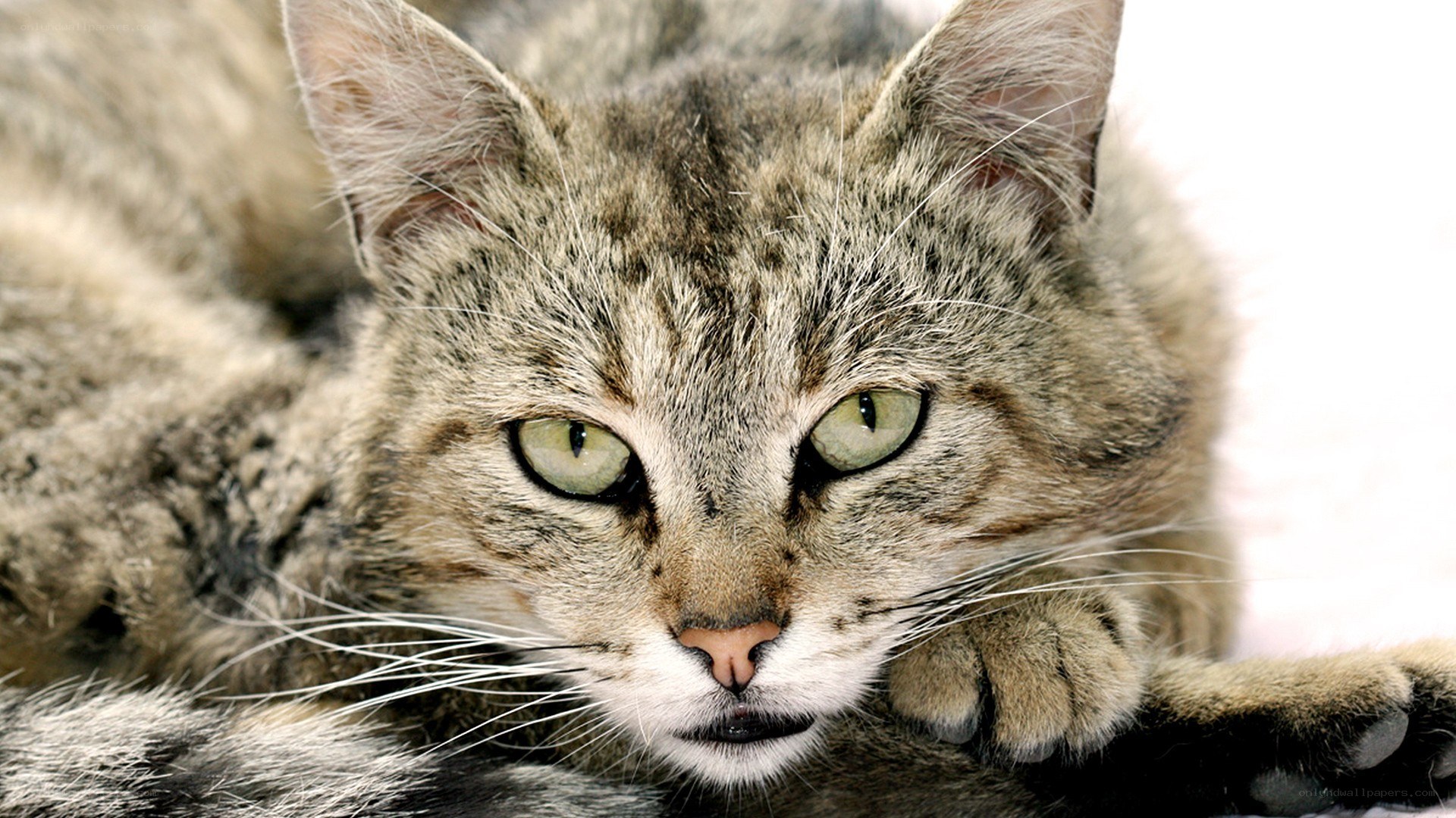 tabby cat with green eyes