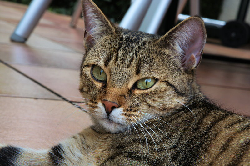 tabby cat with green eyes