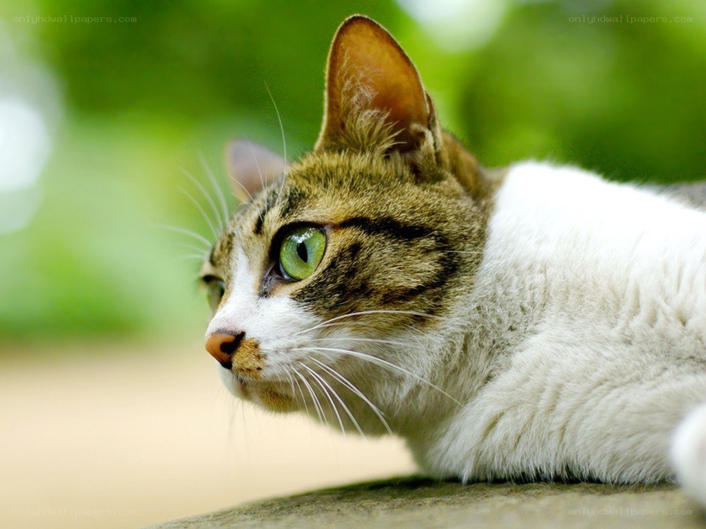 tabby cat with green eyes