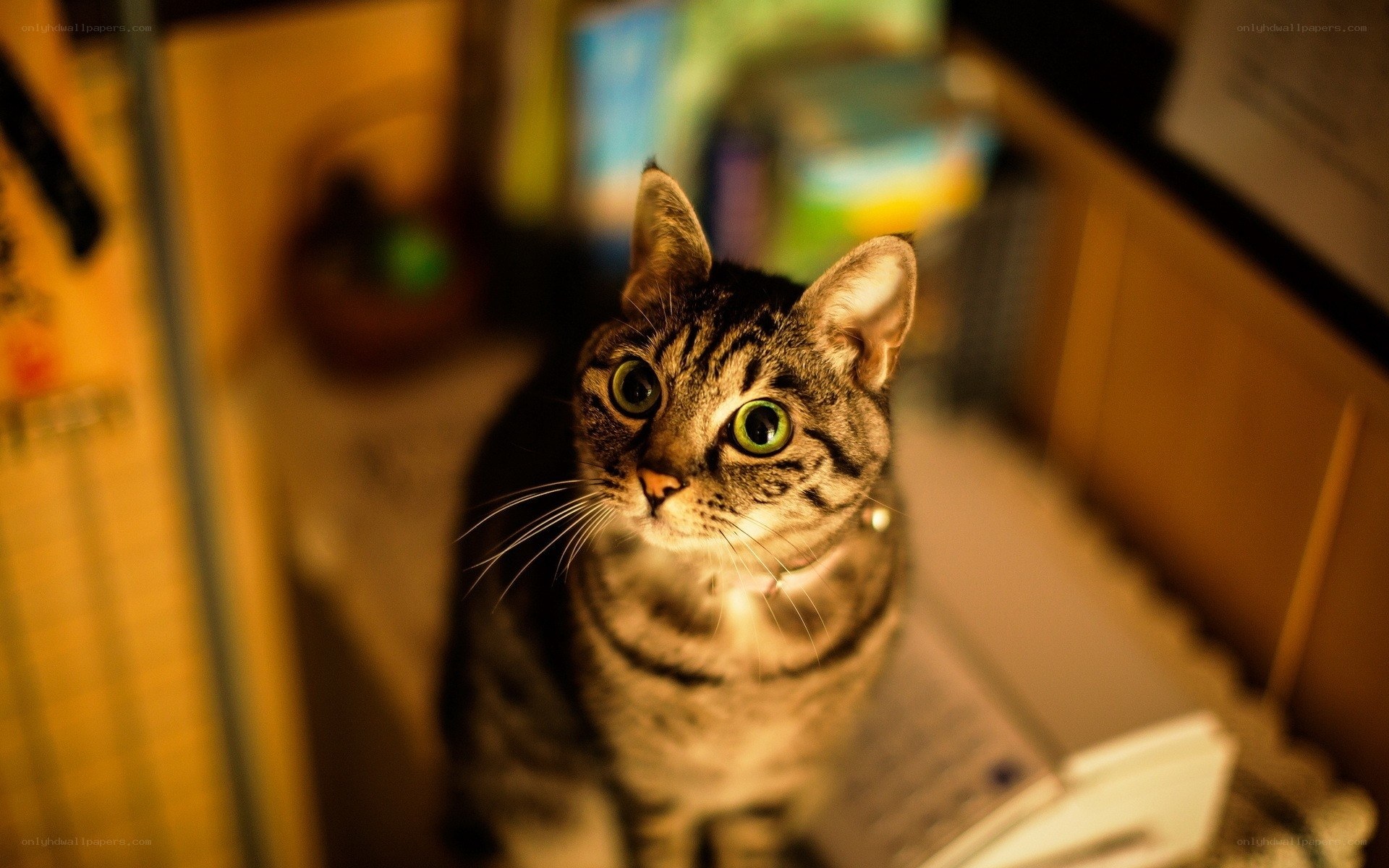 tabby cat with green eyes