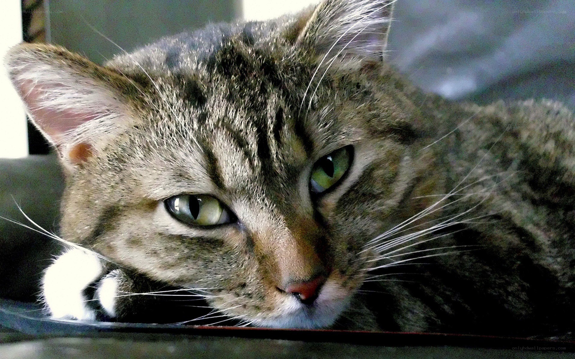 tabby cat with green eyes