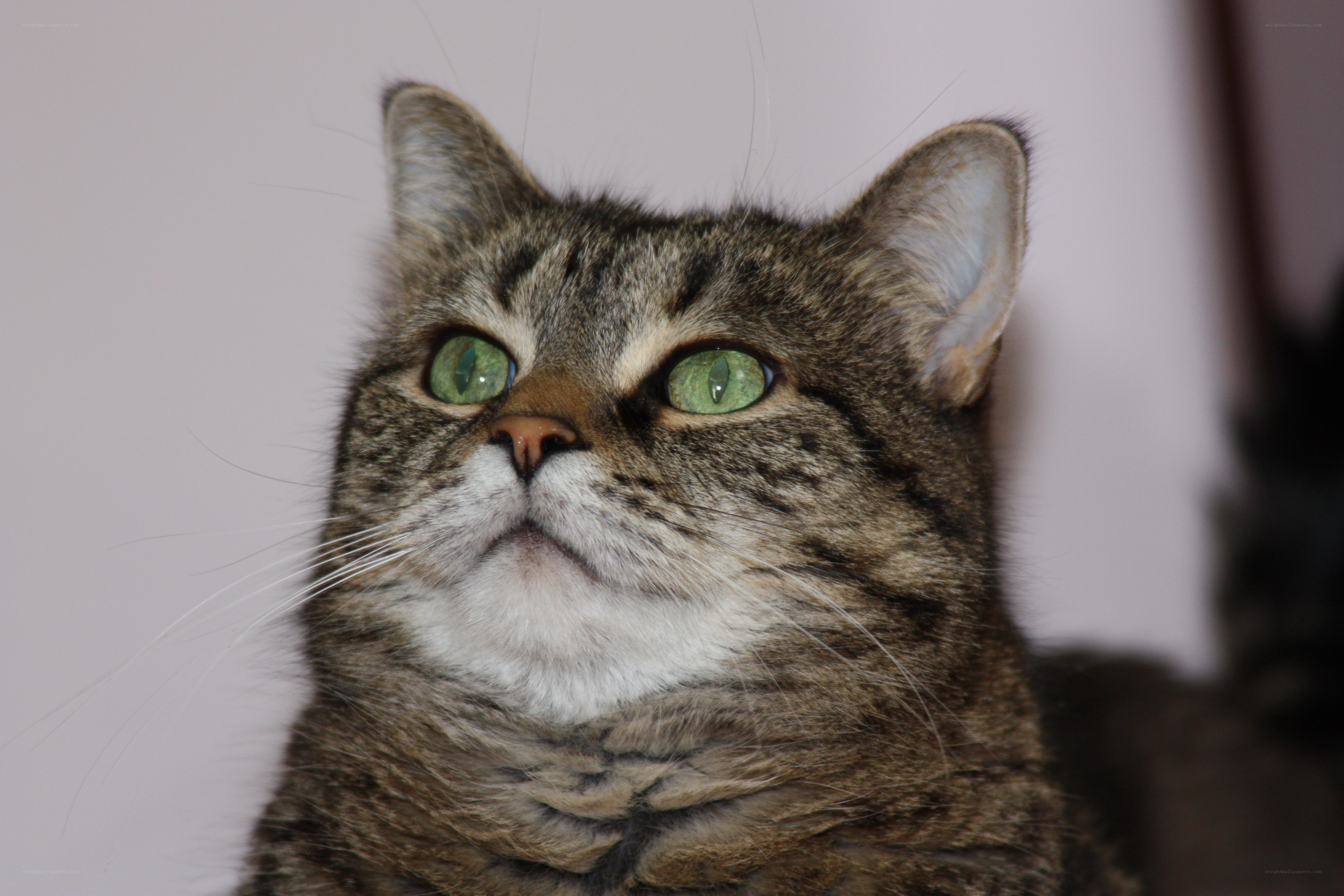 tabby cat with green eyes
