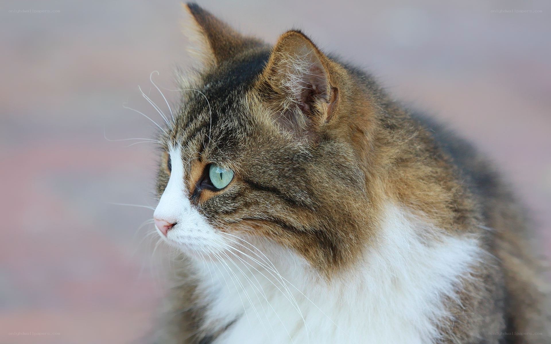 tabby cat with green eyes