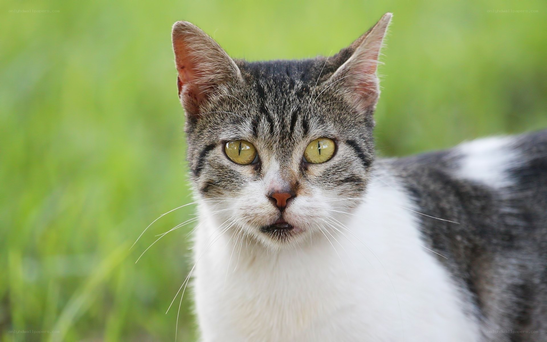 tabby cat with green eyes
