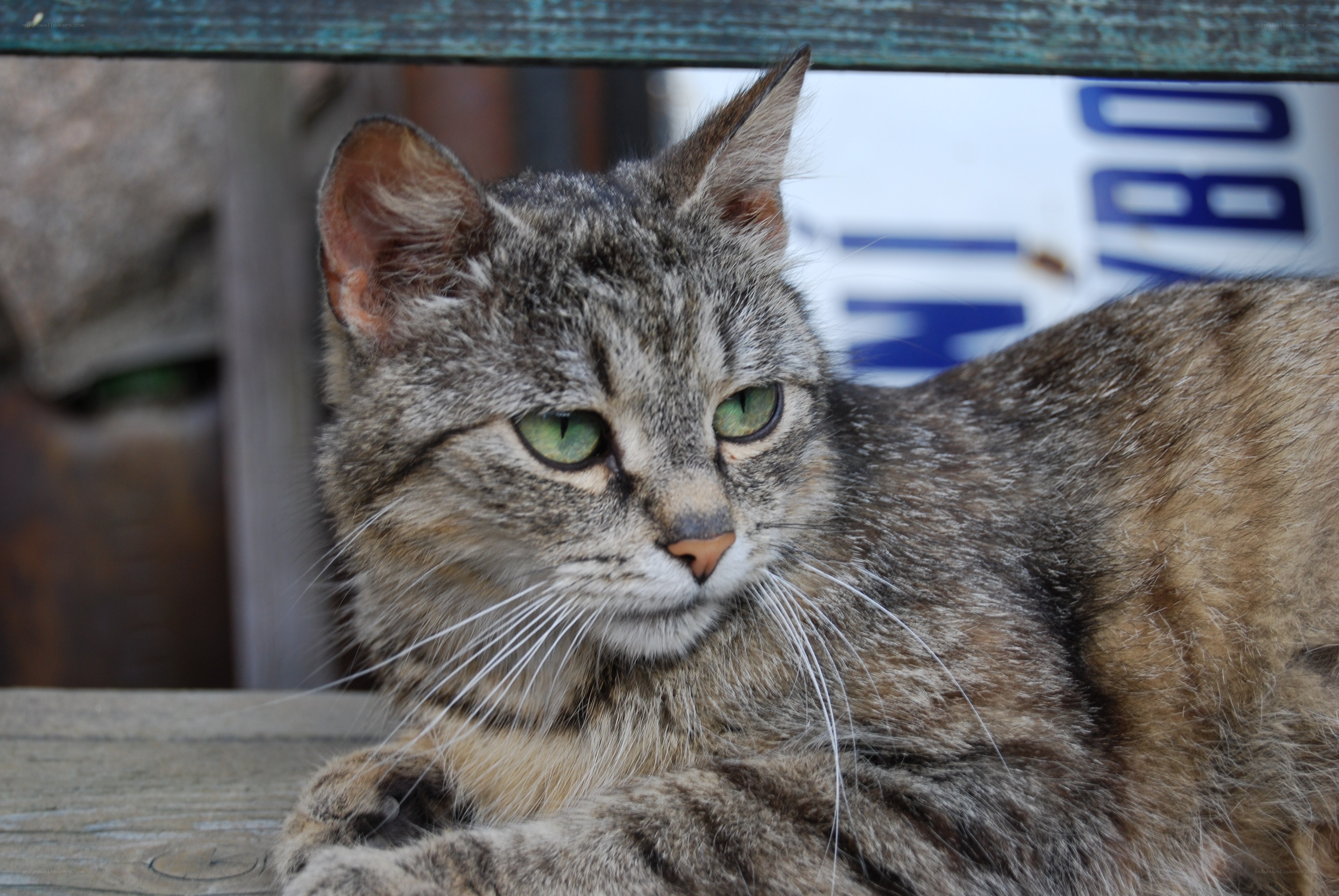 tabby cat with green eyes