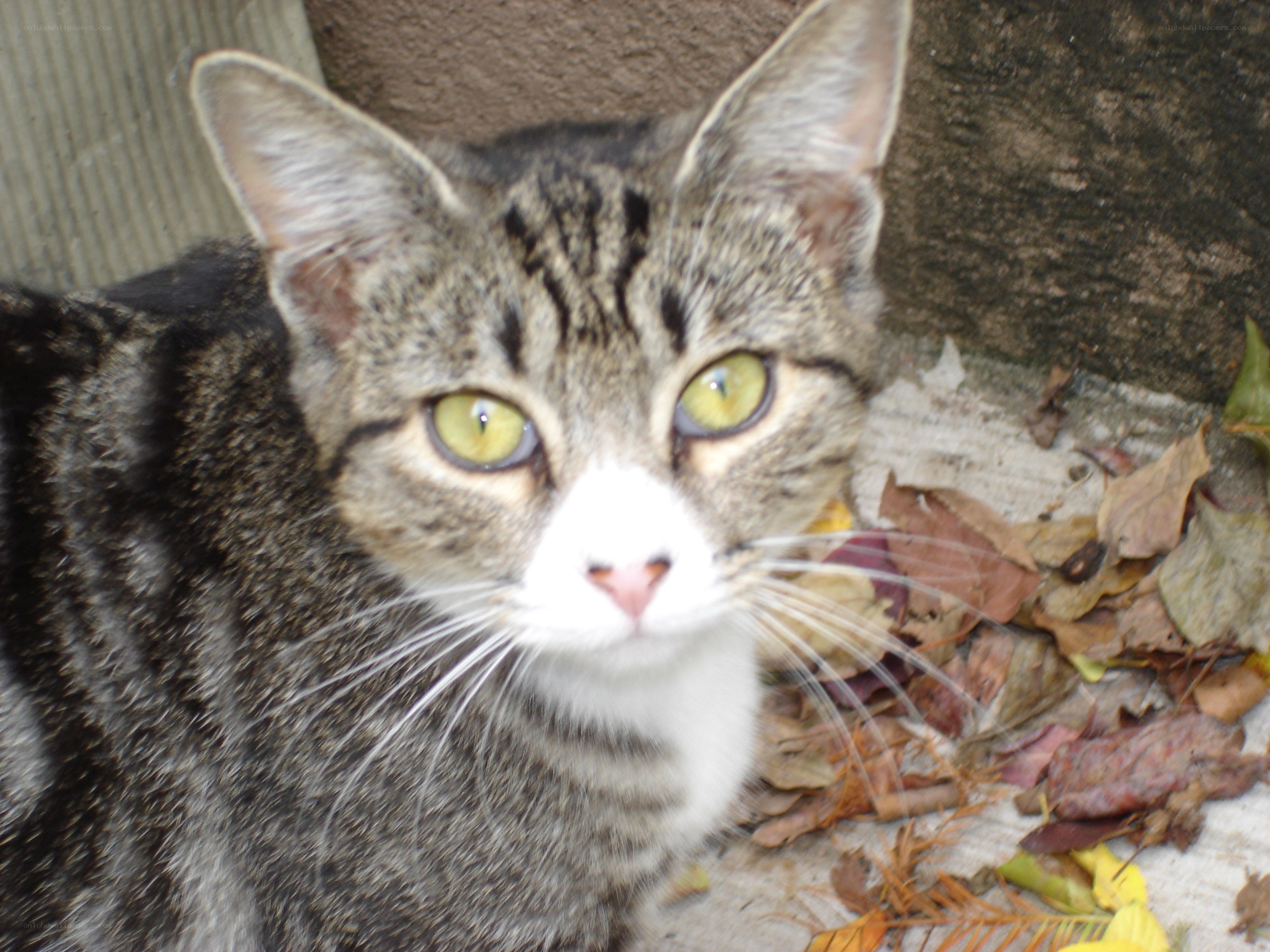tabby cat with green eyes