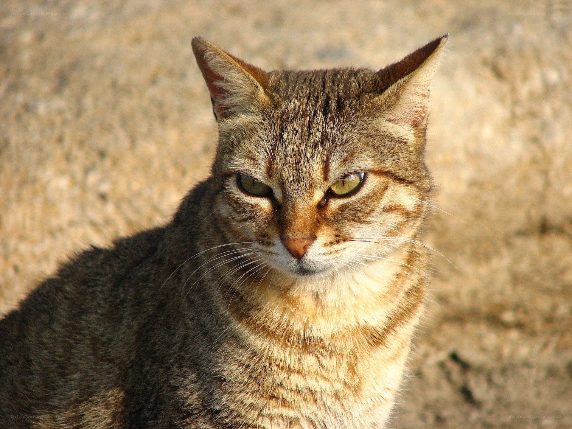 tabby cat with green eyes