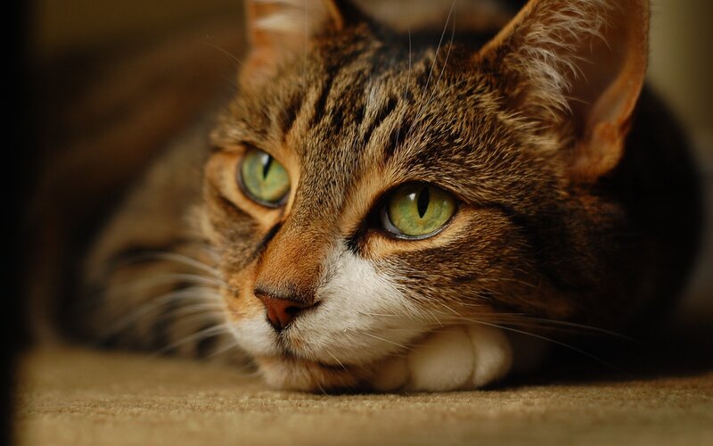 tabby cat with green eyes