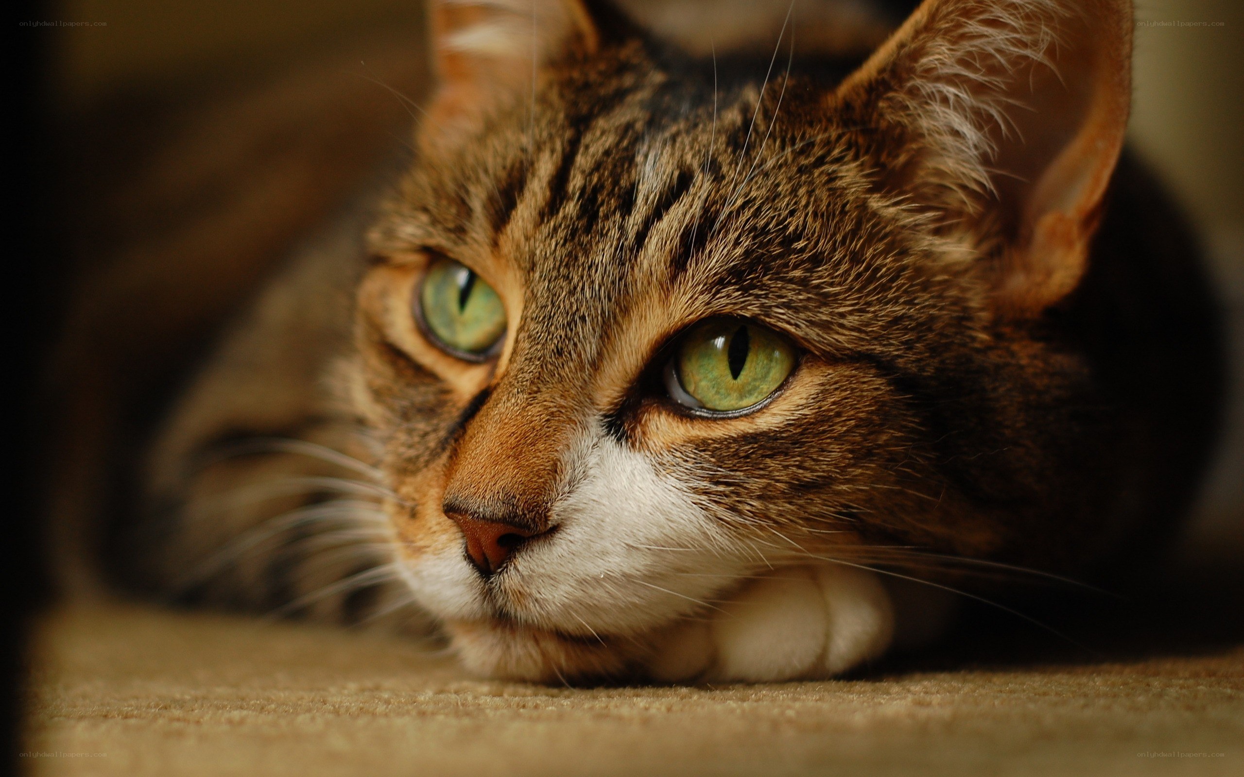 tabby cat with green eyes