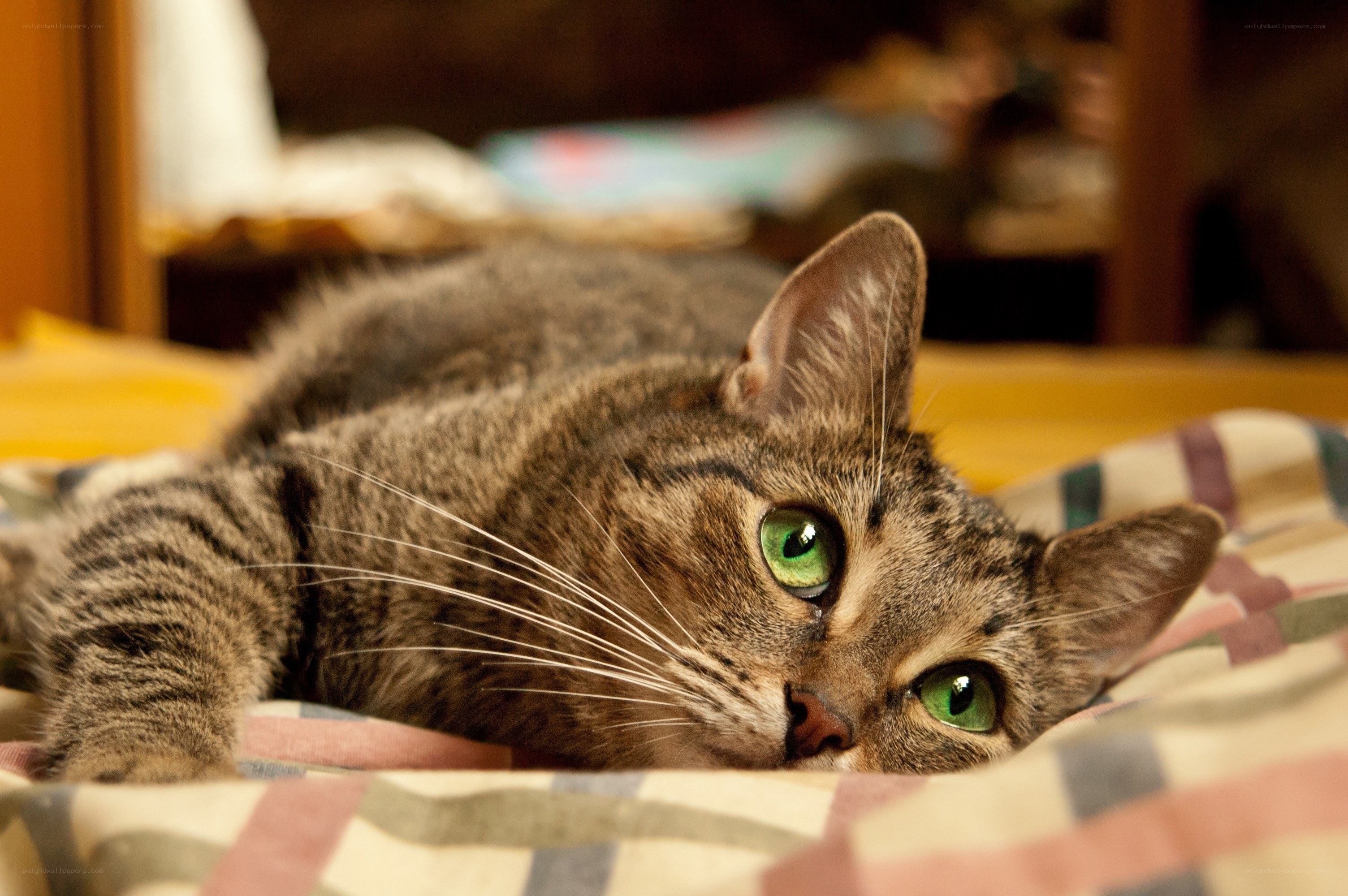 tabby cat with green eyes
