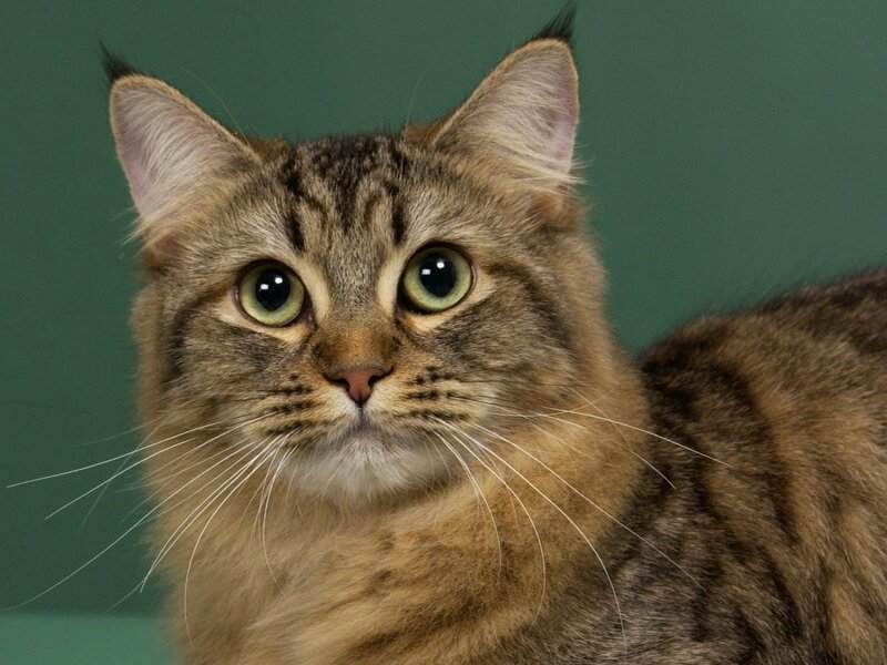 tabby cat with green eyes