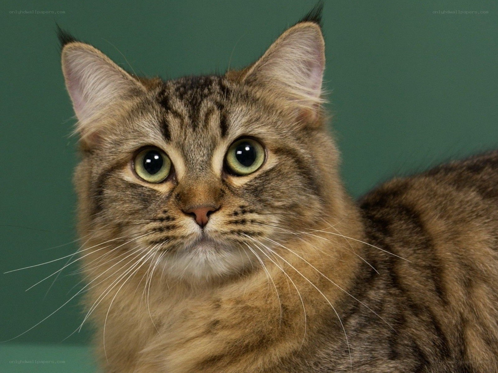 tabby cat with green eyes