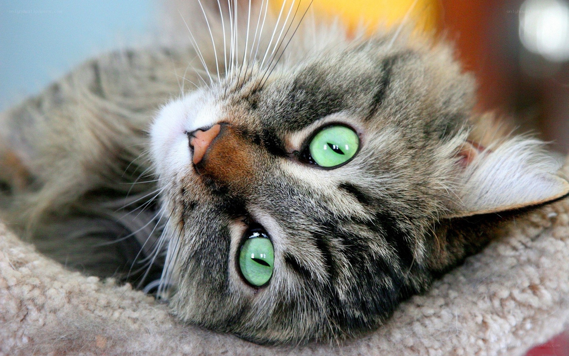tabby cat with green eyes