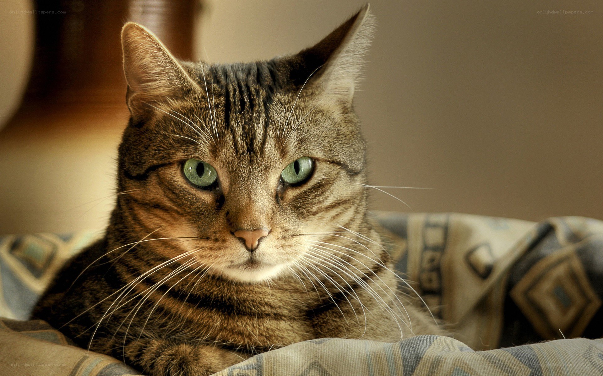 tabby cat with green eyes
