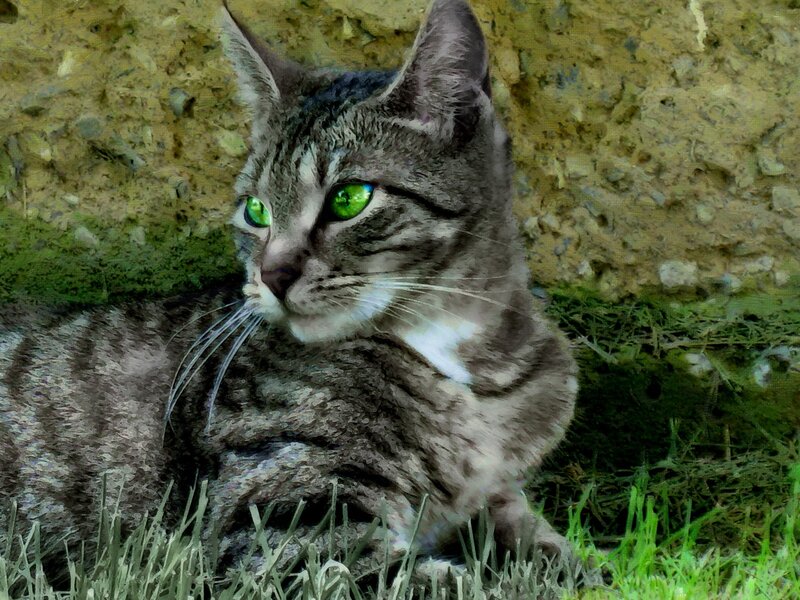 tabby cat with green eyes