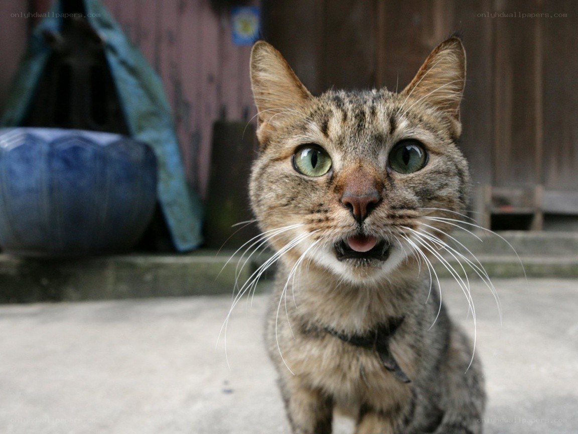 tabby cat with green eyes