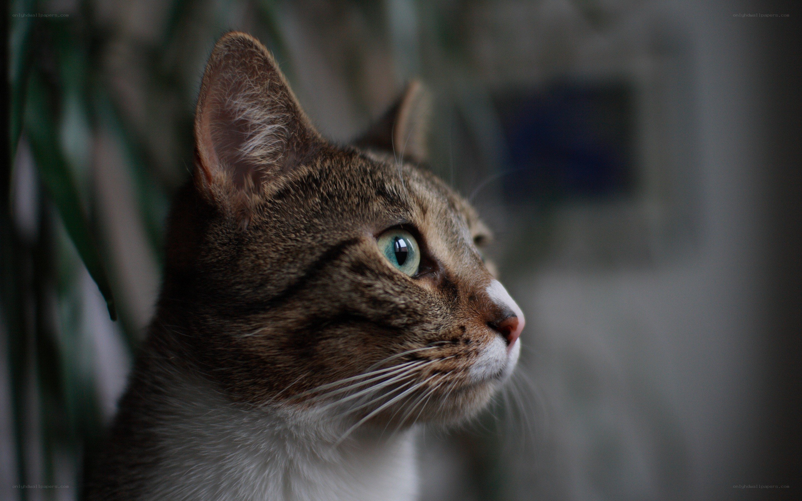 tabby cat with green eyes