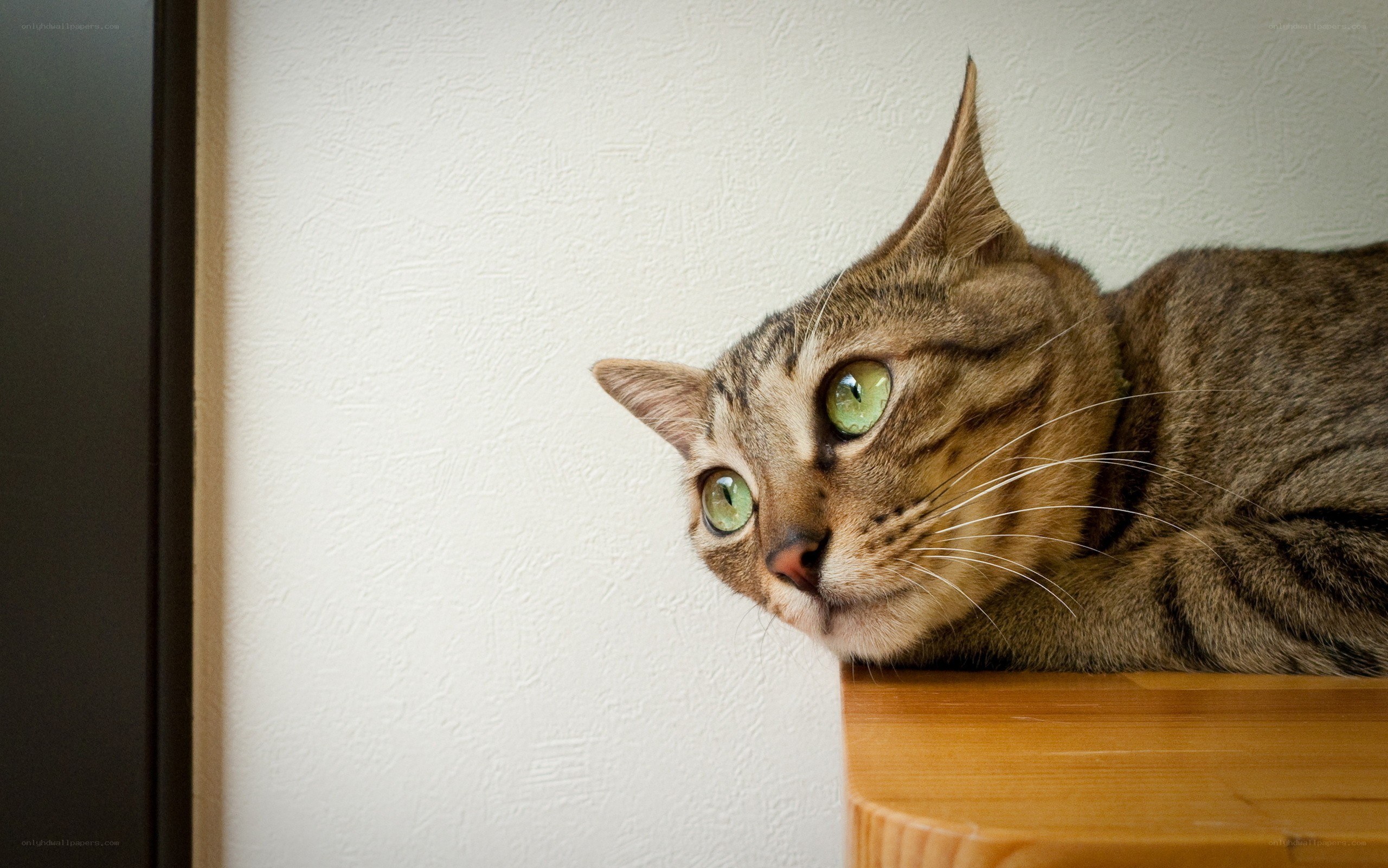 tabby cat with green eyes