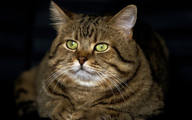tabby cat with green eyes