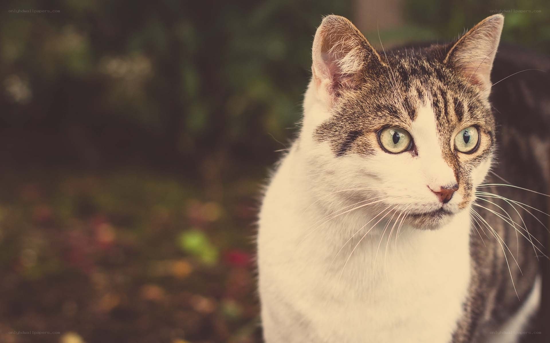tabby cat with green eyes