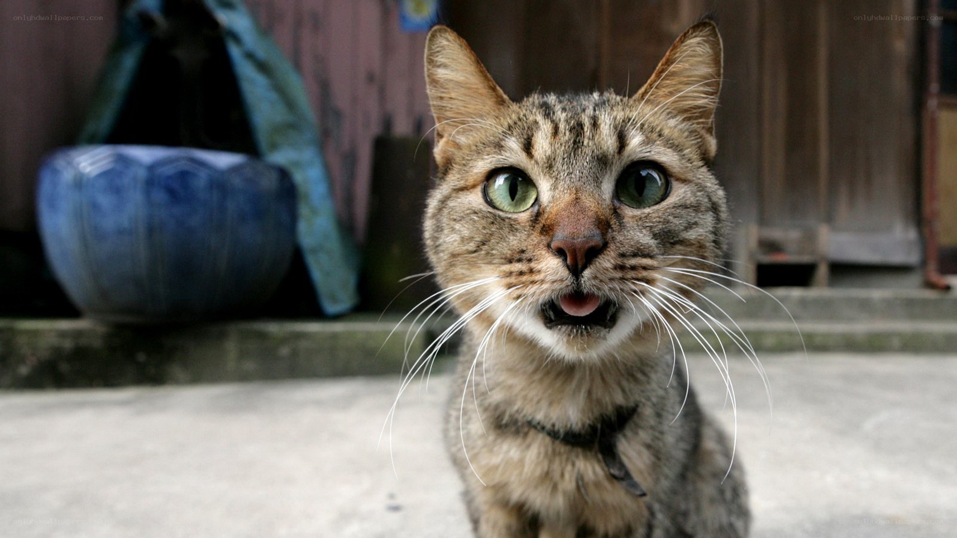 tabby cat with green eyes