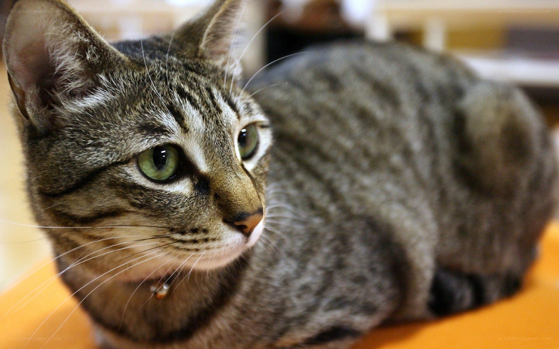 tabby cat with green eyes