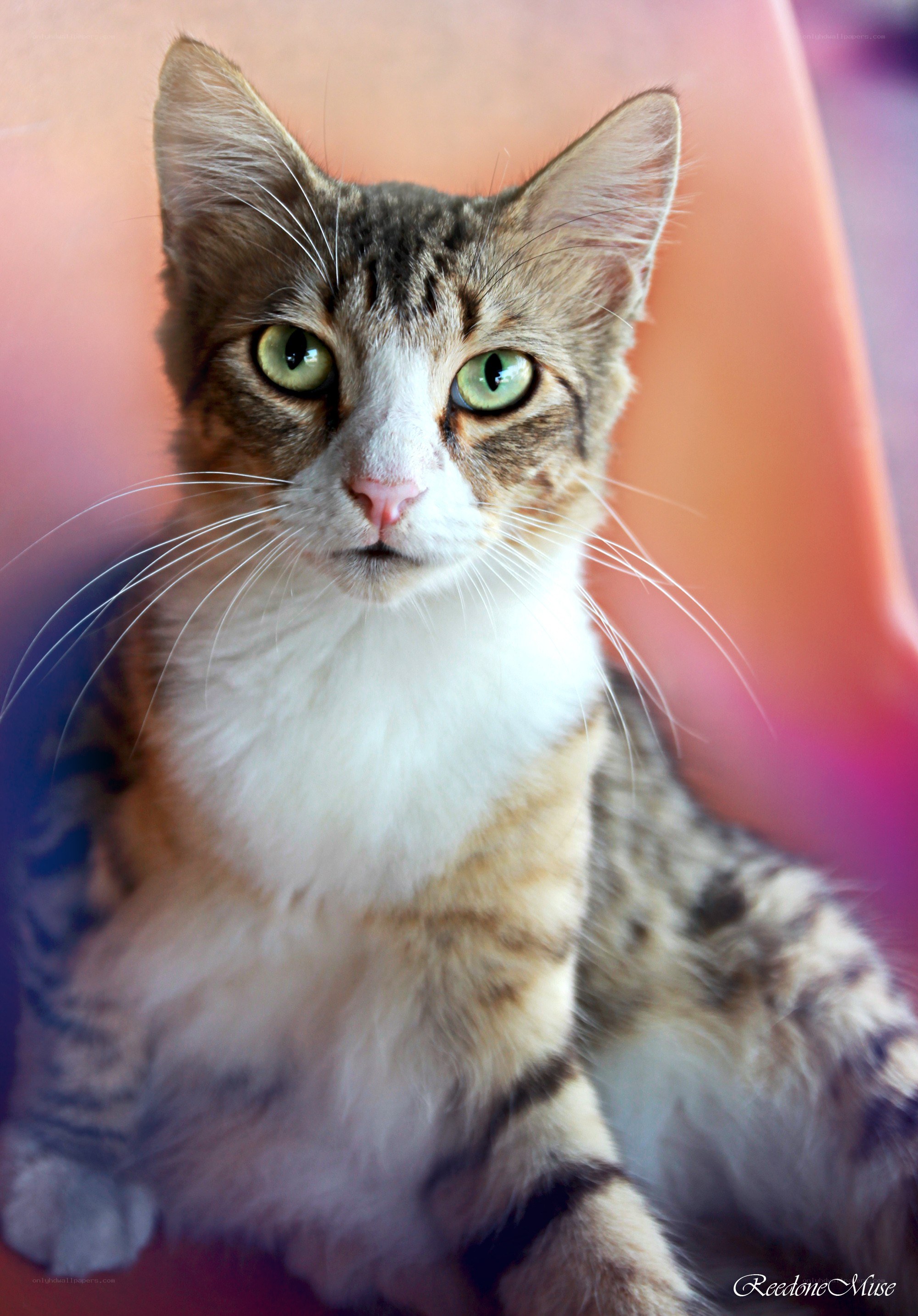 tabby cat with green eyes