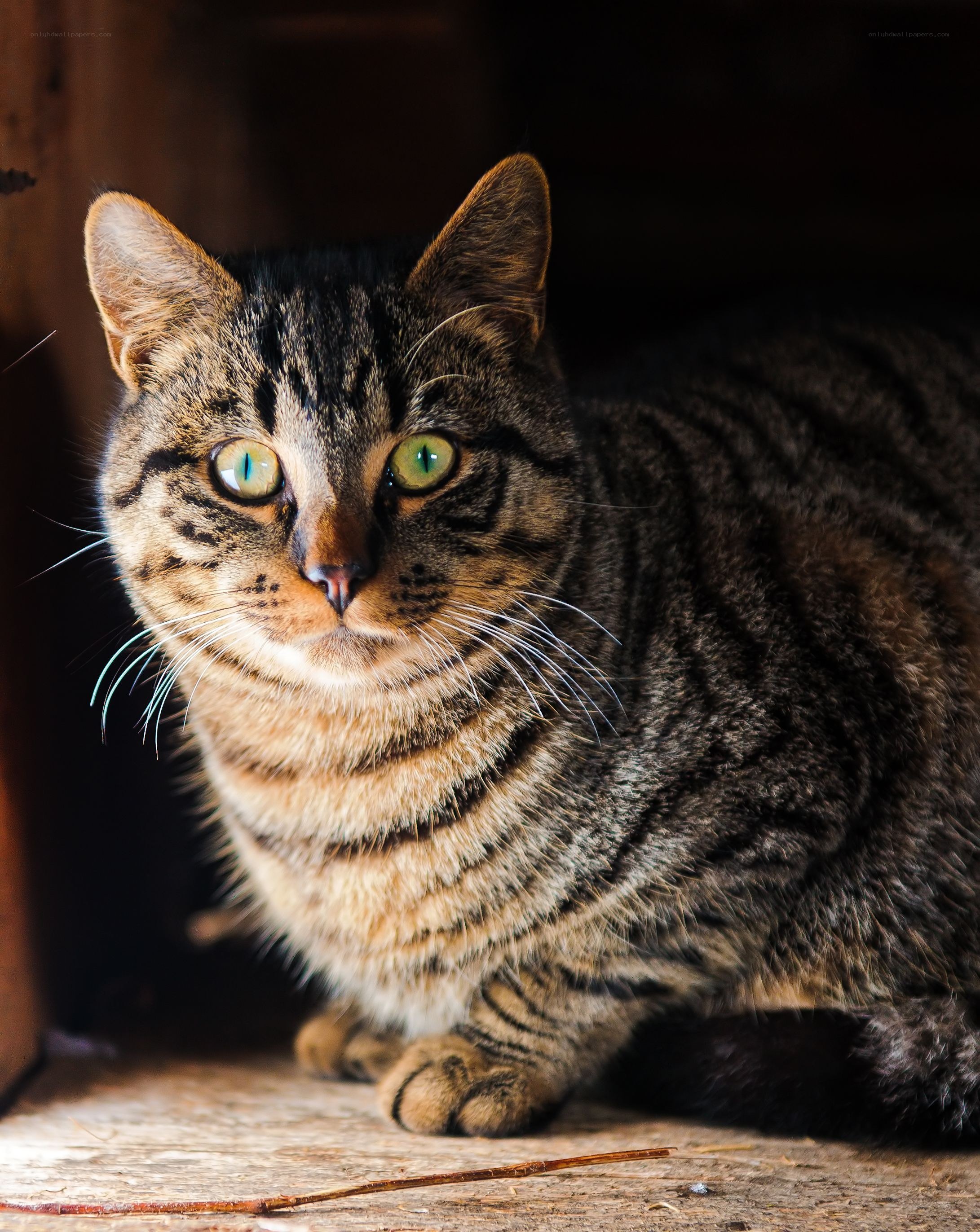 tabby cat with green eyes