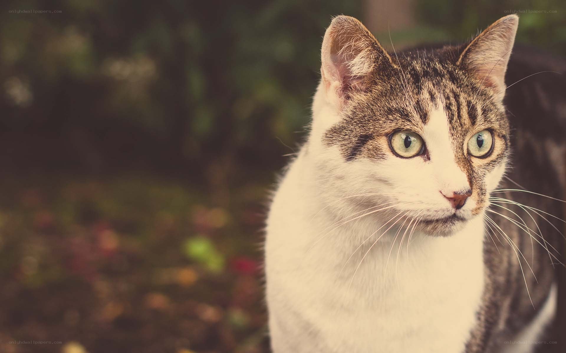 tabby cat with green eyes