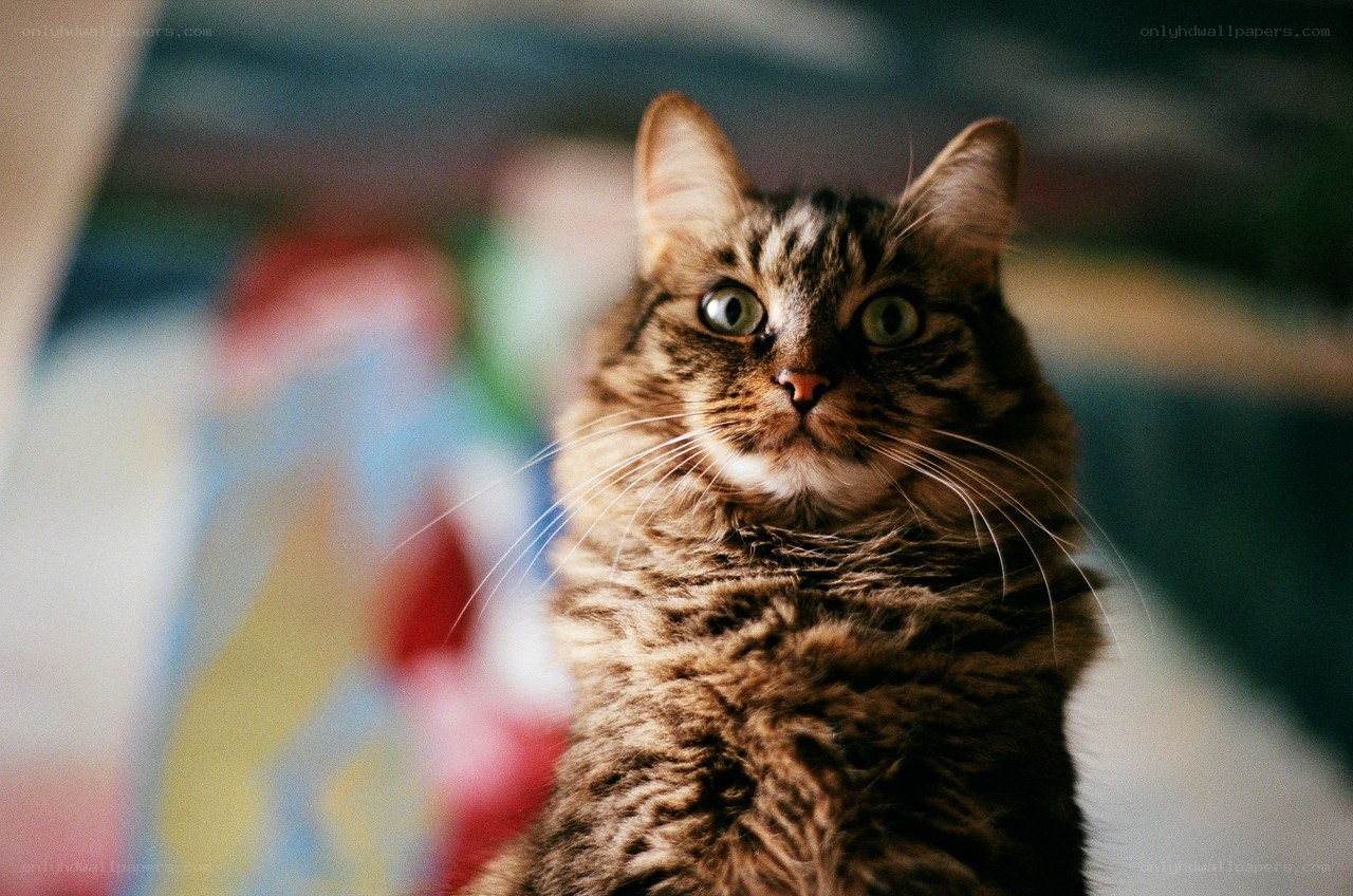 tabby cat with green eyes