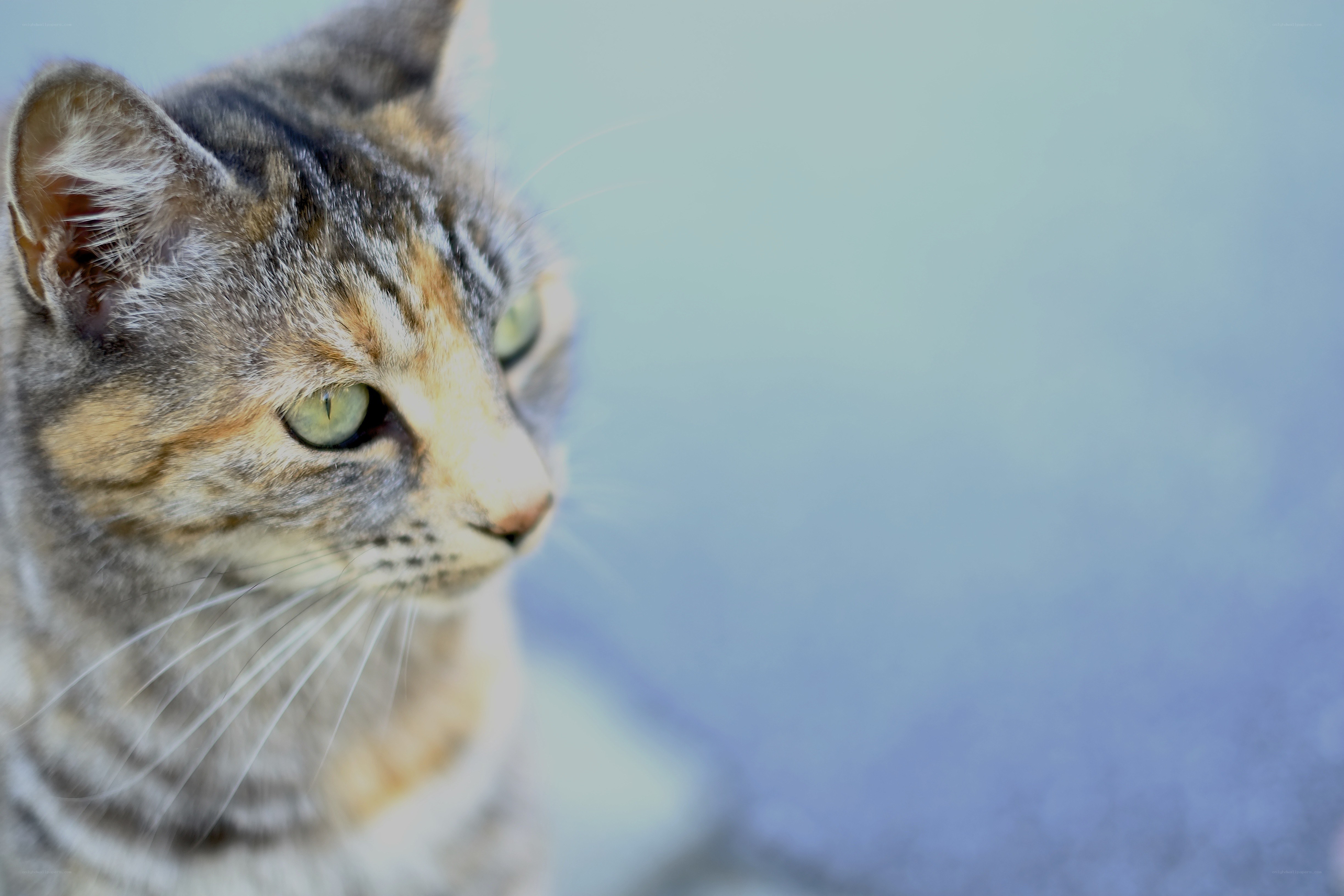 tabby cat with green eyes