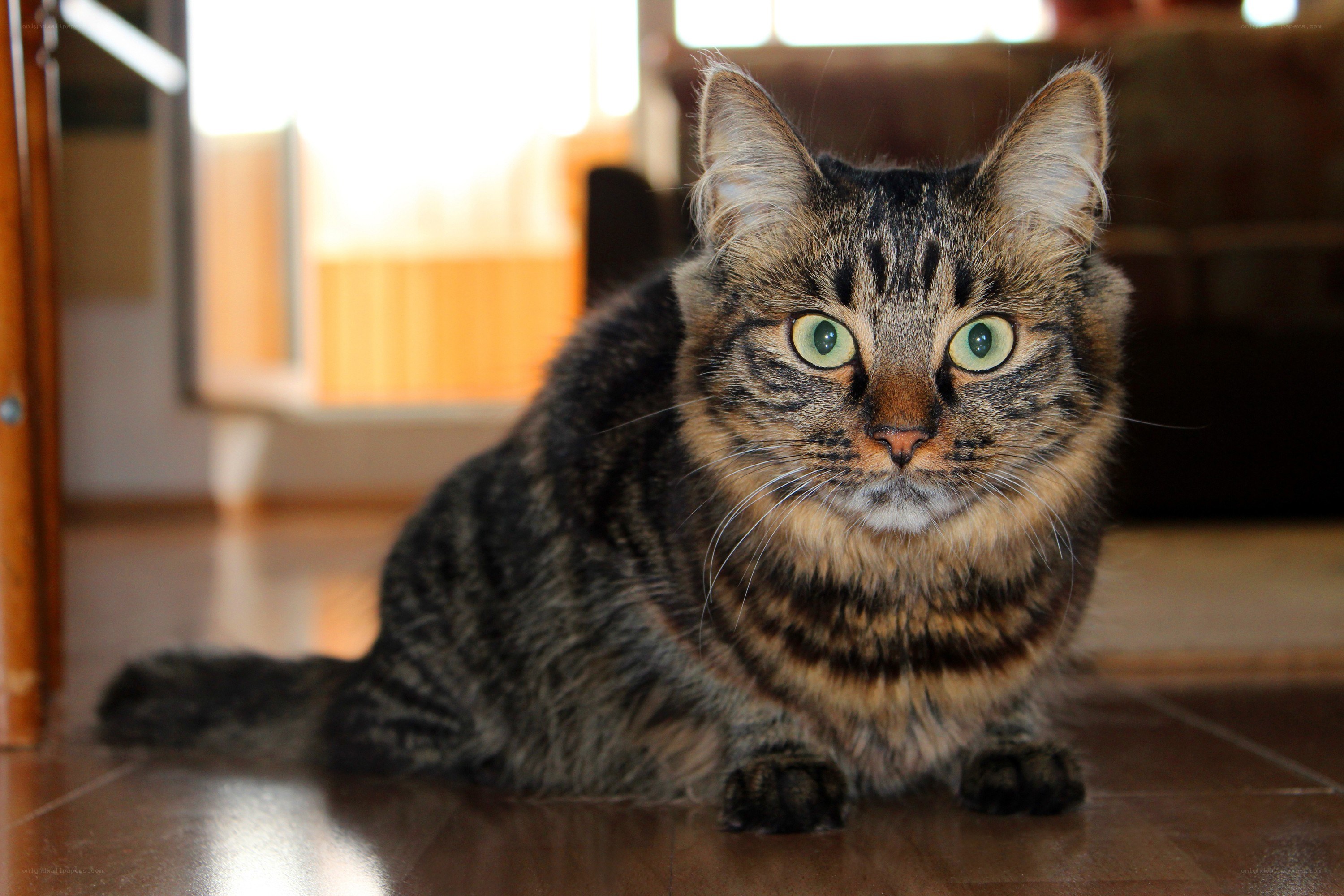 tabby cat with green eyes