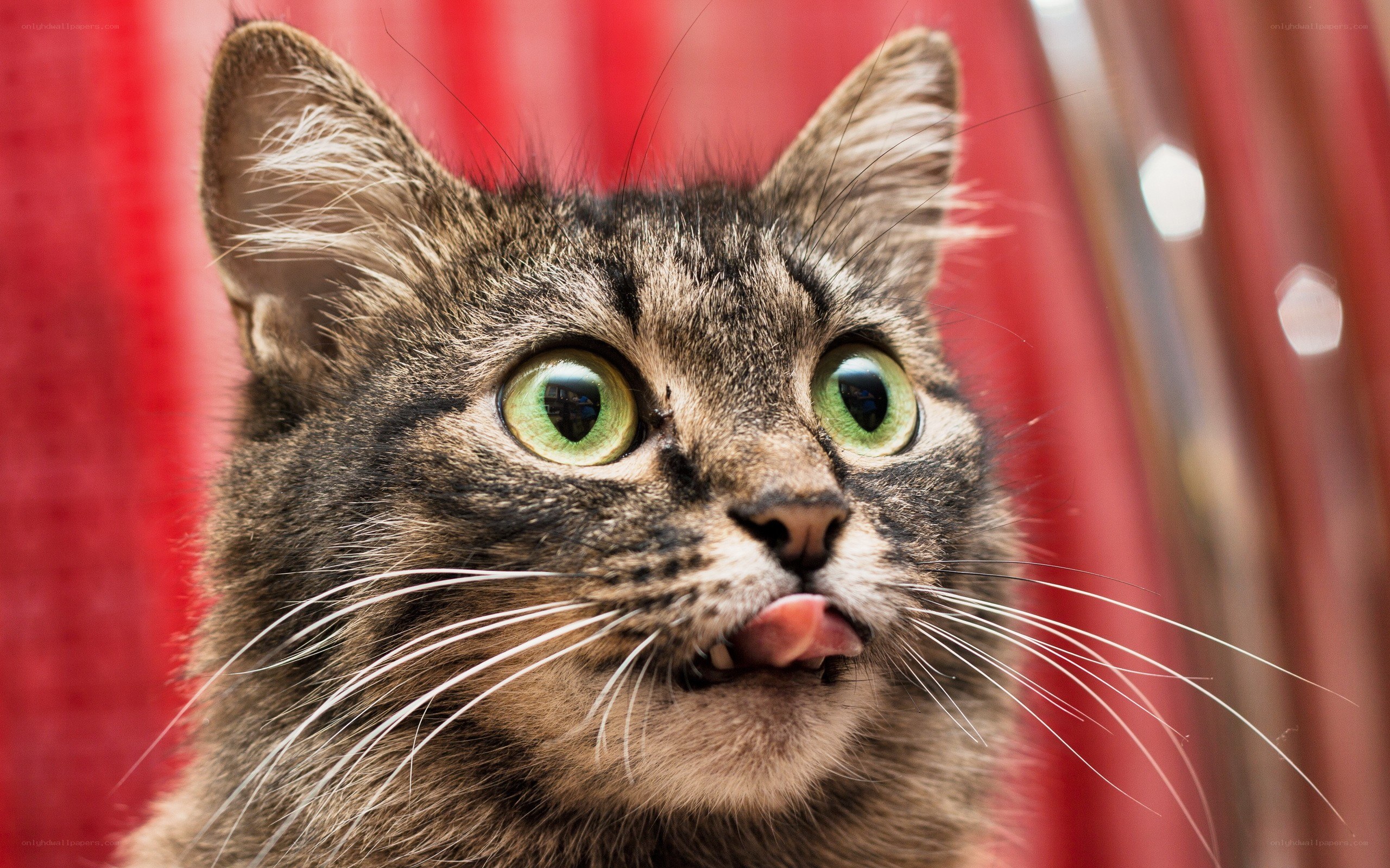 tabby cat with green eyes