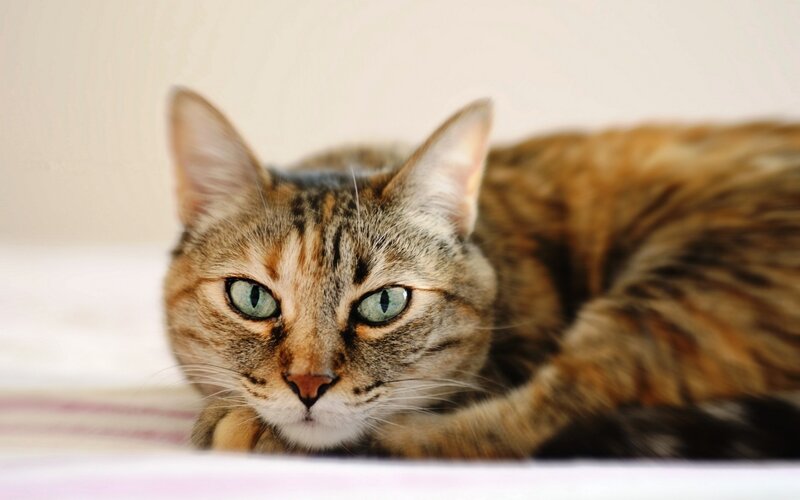 tabby cat with green eyes